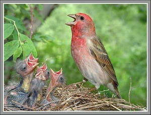 Воробьеобразные птицы - чечевица