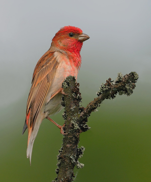 Ареал чечевицы обыкновенной