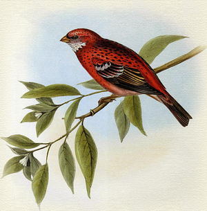 Чечевица сибирская, воробьиные 