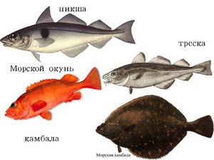 Описание рыбы пиши