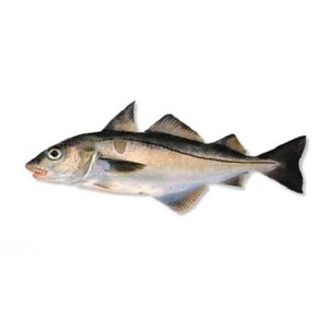 Пикша: описание, польза и лучшие рецепты приготовления