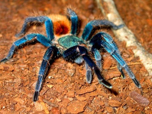 Птицеед Сине-зелёный