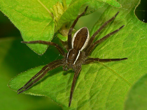 Охотник Каёмчатый