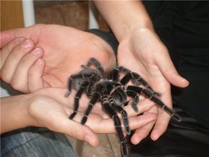 Примеры продолжительности жизни 