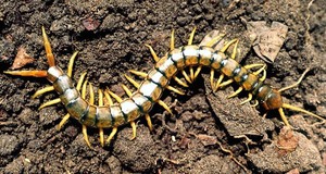 Опасна ли крымская сколопендра