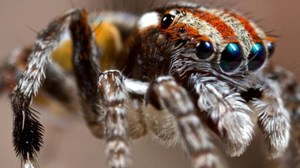 Пауки в домашних условиях