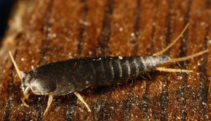 Обыкновенная чешуйница