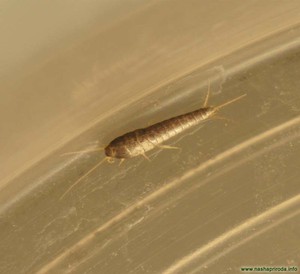 Сахарная или обыкновенная чешуй