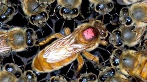 Зачем пчеловодам искусственно выводить маток: польза и необходимость