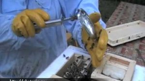 Подготовка семьи для оплодотворения