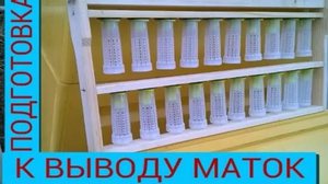 Подготовка к выводу матки