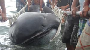 Пелагическая большеротая акула