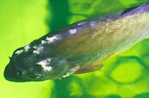 Хилодонеллез у рыб