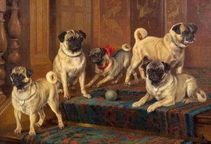 История происхождения собак породы мопс