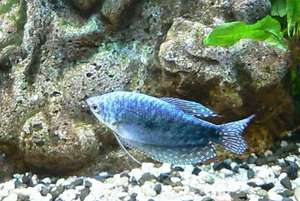 Голубой Гурами