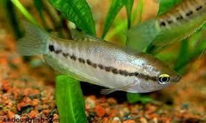 Бурый Гурами