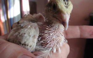 Выпадение перьев