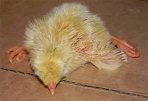  Курчавые пальцы цыплят