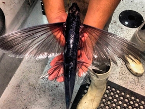 Летучие рыбы: морские авиаторы, покоряющие воздух