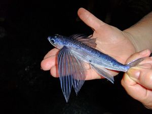 Пойманная летучая рыба