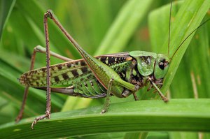 Как ведут себя кузнечики в природе