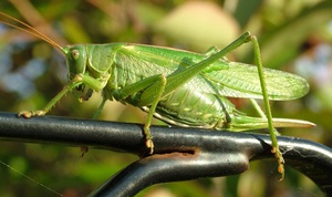 Питание зеленых кузнечиков