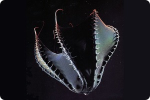 Кальмар адский вампир