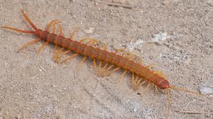 Внешний вид многоножек