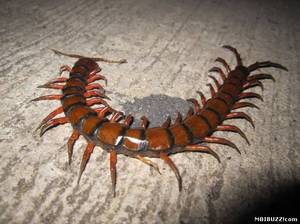 Где обычно обитают многоножки