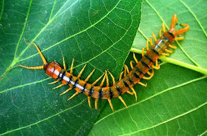 Виды сороконожек