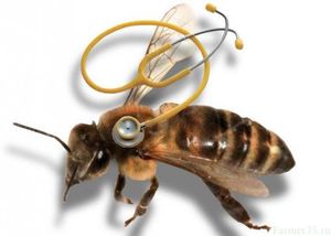 Болезни пчел: симптомы, лечение и профилактика