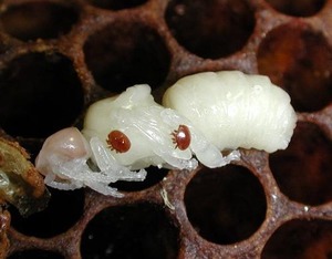 Инфекционные болезни пчел