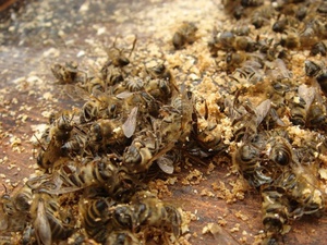 Пчелиный подмор