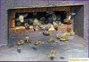 Септицемия пчел