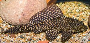 Уход за птеригоплихтом: содержание парчового сома в аквариуме