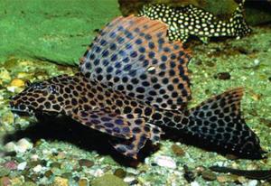 Парчовый птеригоплихт