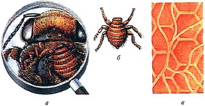 Браулез у пчел