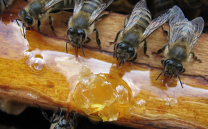 Кормление пчел