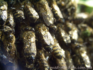 Мокрые пчелы