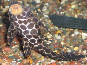 Сом в аквариуме