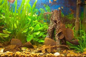 Размножение парчового сомика