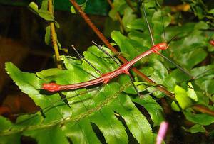 Палочник: особенности содержания в домашних условиях и в природе