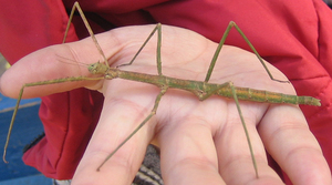 Насекомое палочник
