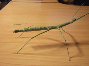 Внешний вид палочника