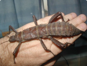 Как питаются насекомые палочники