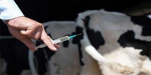 Укол в вымя