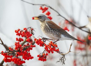 Птица на рябине