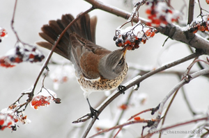 Дрозд клюет ягоды рябины