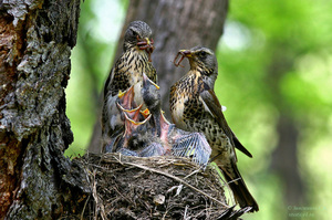 Семейка дроздов