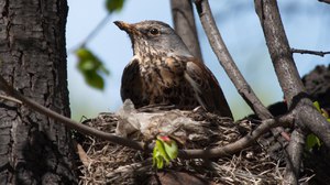 Птица дрозд-рябинник 